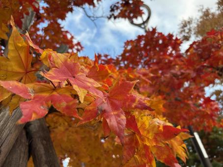 紅葉 もみじ,秋,美しいの写真素材