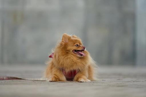 ふわふわポメラニアン ふわふわポメラニアン 犬,ポメラニアン,ポメの写真素材