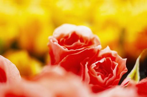 Rose flower close-up 15, JPG