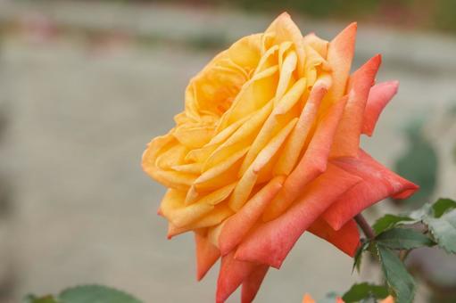 夕映えに染まる薔薇 夕映えに染まる薔薇の写真