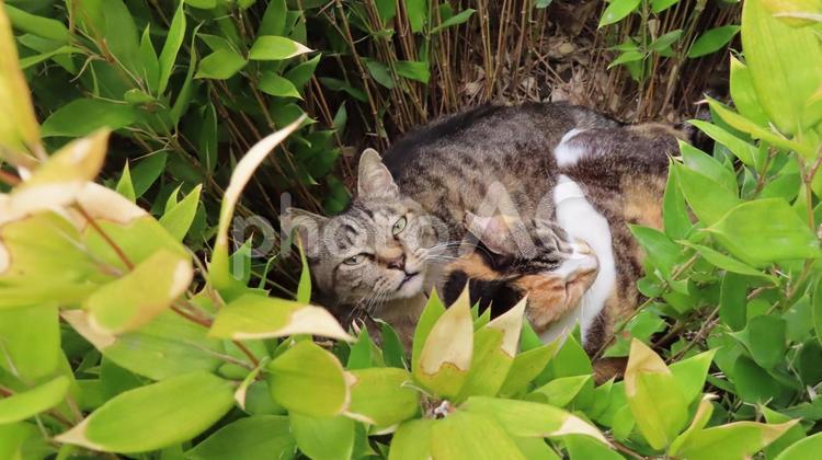 植込みの中でデートしている猫様のカップル 猫,三毛猫,キジトラの写真素材