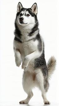 特技を披露するハスキー犬 特技を披露するハスキー犬の写真