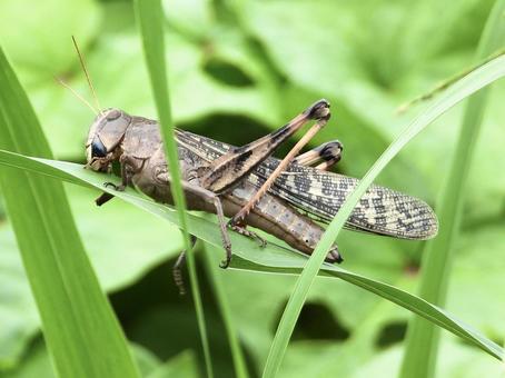 葉につかまり葉を食むバッタ 葉につかまり葉を食むバッタ 昆虫,バッタ,川辺の写真素材