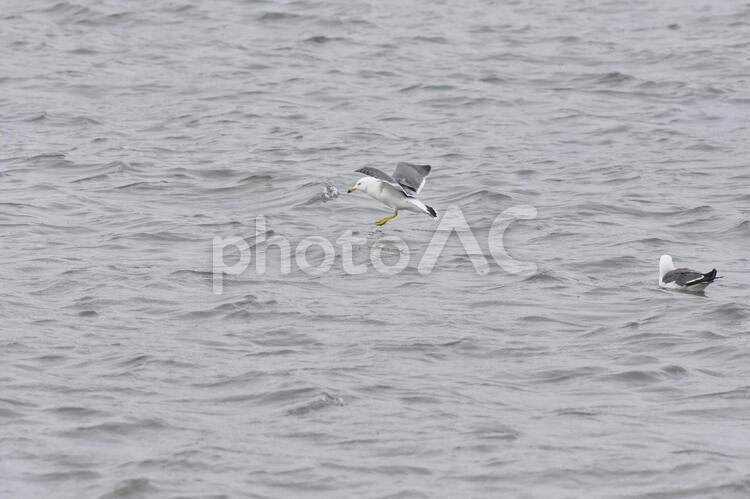 カモメ、ウミネコ カモメ,ウミネコ,鳥の写真素材