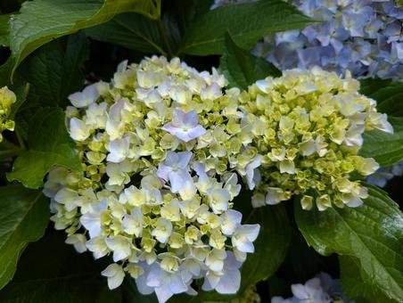 あじさい あじさい あじさい,紫陽花,花の写真素材