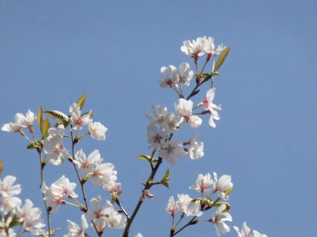 葉桜⑪ 葉桜⑪の写真