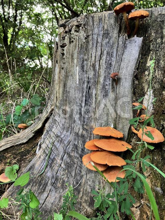 切り株ときのこ キノコ,切り株,秋の山の写真素材