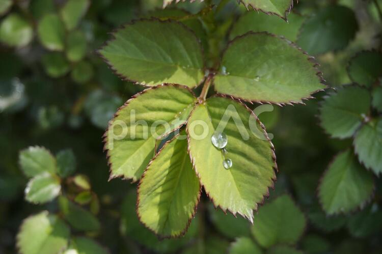 雨上がりの後…葉っぱに雫 雨上がり,葉っぱ,植物の写真素材