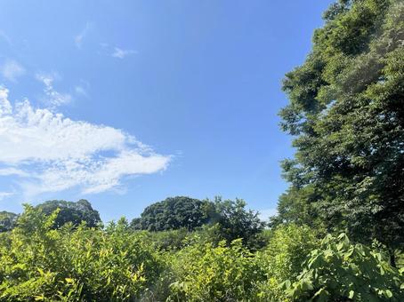公園 公園の写真