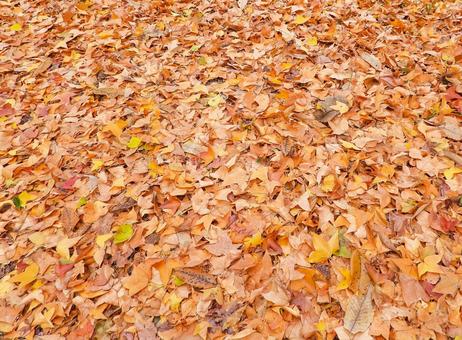 秋イメージ〜落ち葉の絨毯 秋イメージ〜落ち葉の絨毯 秋イメージ,紅葉,落葉の写真素材