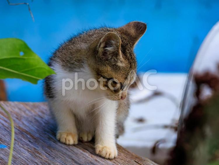 港で産まれた可愛い子猫です。 子猫,猫,野良猫の写真素材