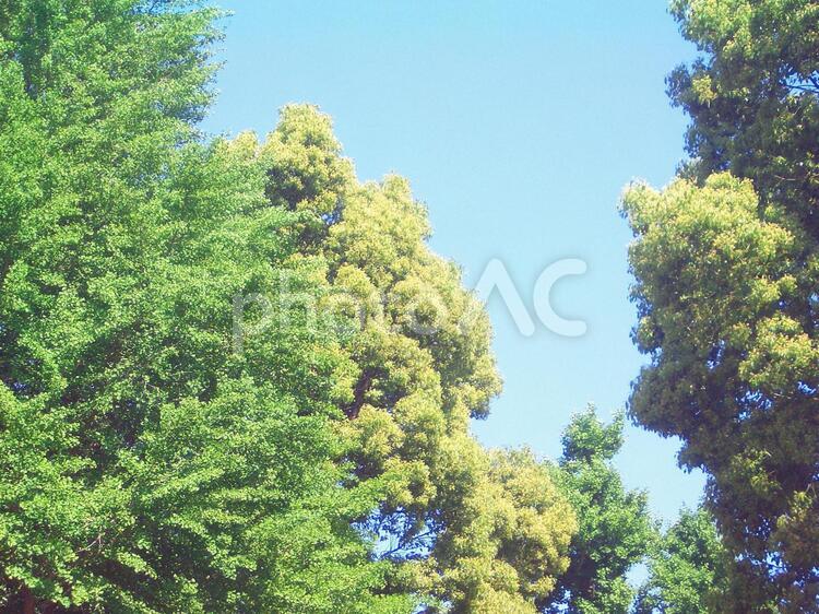 樹木と青空 樹木,植物,木の写真素材