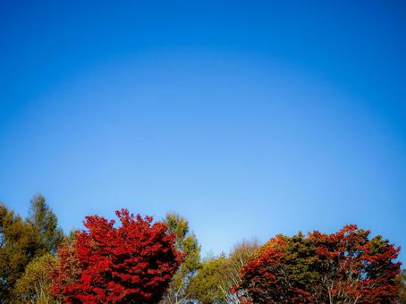 秋晴れと紅葉したもみじ もみじ,紅葉,秋の写真素材