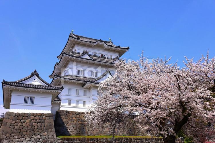 小田原城天守閣と桜の春の風景 小田原城,桜,天守閣の写真素材