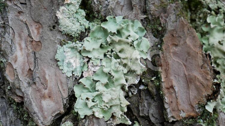 松の木と苔 木,松,苔の写真素材