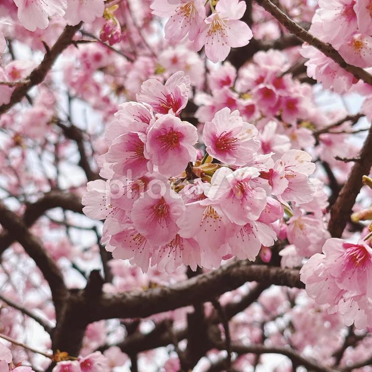 Cherry Blossom  桜 さくら,春,ピンクの写真素材