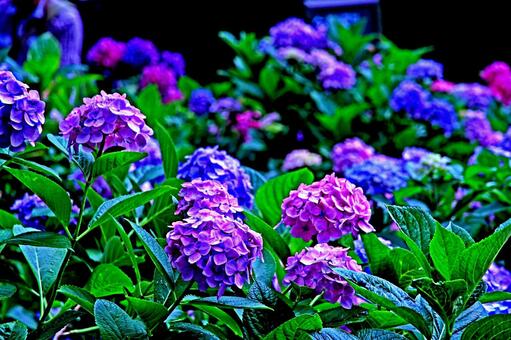 紫陽花 紫陽花の写真