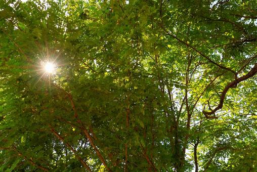 木漏れ日の写真