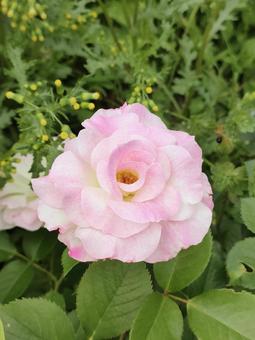 バラ バラ バラ,バラ園,薔薇の写真素材