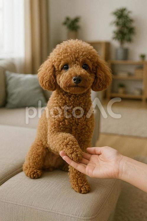 お手をするトイプードル 犬,お手,室内の写真素材