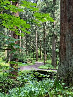 山道 山道 自然,木,緑の写真素材