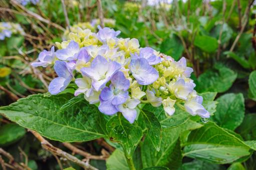 華麗なアジサイの花6 華麗なアジサイの花6の写真