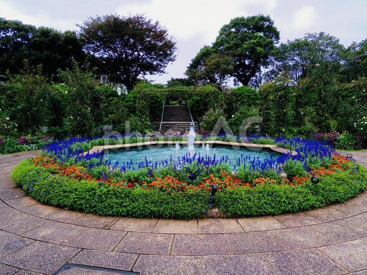 横浜市　港の見える丘公園 風景,自然,景色の写真素材