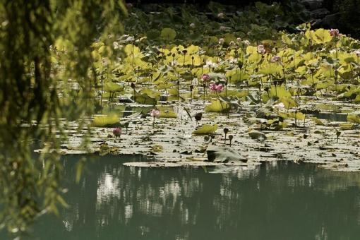 ハスの池 ハスの池の写真
