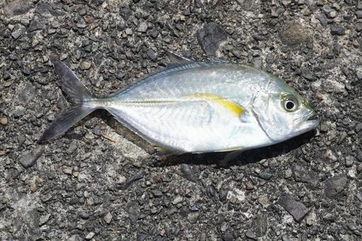 釣魚 カスミアジ 釣魚 カスミアジ カスミアジ,魚,メッキの写真素材