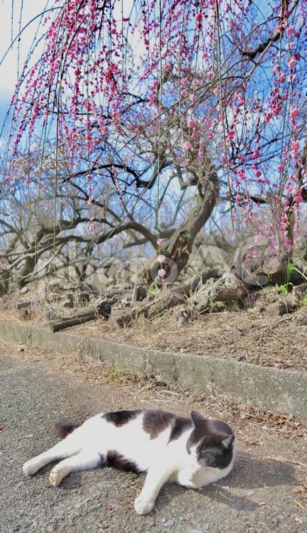 枝垂れ梅と猫 ねこ,ネコ,猫の写真素材