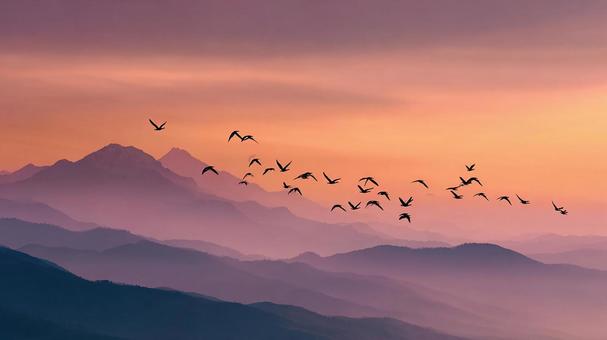 朝焼けの空を背景に羽ばたく鳥たち 朝焼けの空を背景に羽ばたく鳥たちの写真