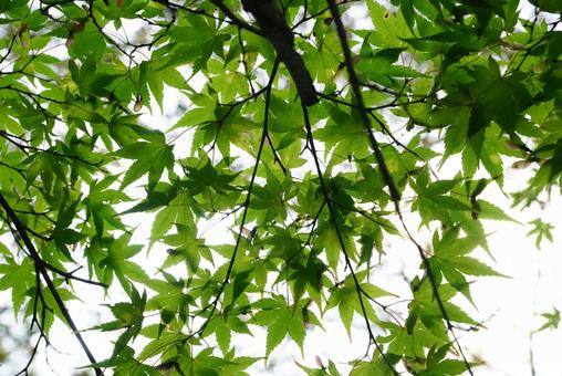 モミジの葉 モミジ,葉,植物の写真素材