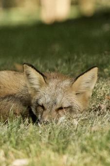 キツネ キツネの写真