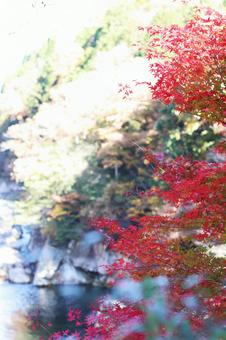 秋の紅葉 紅葉,秋,もみじの写真素材
