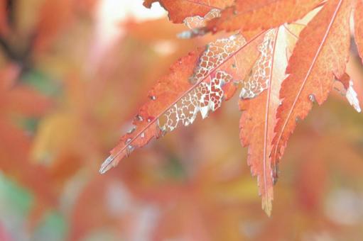 紅葉 紅葉 紅葉,もみじ,赤の写真素材