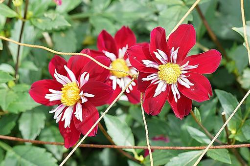 宝塚ダリア園　秋　ダリア54　蝶 宝塚市,宝塚ダリア園,ダリアの写真素材