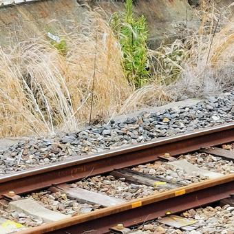 Railroad tracks and weeds, JPG Railroad tracks and weeds, JPG