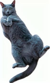 へそ天ロシアンブルー ロシアンブルー,猫,ネコの写真素材