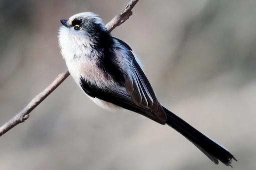 エナガ４ エナガ,小鳥,野鳥の写真素材