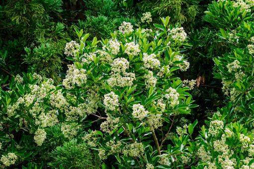 Photo, flower, early summer, sweet viburnum, 