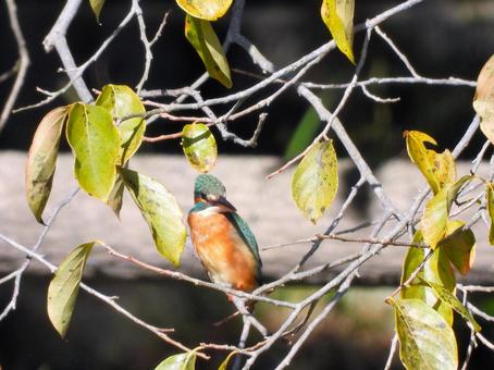 対岸の柿の木の枝にとまるカワセミ2 カワセミ,鳥,鳥類の写真素材