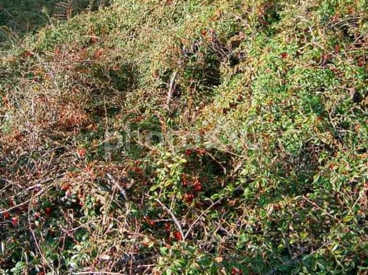 雑草　野草　スロバキア　草花　風景 plants,たくましい,繁るの写真素材