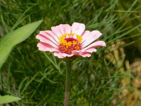 【花の写真】 ヒャクニチソウ（百日草）の写真