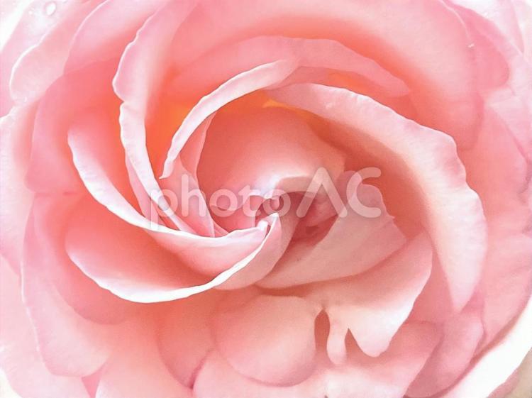 ピンクの薔薇の花　アップ バラ,花,植物の写真素材