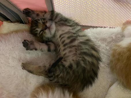 Photo, creatures, biological, kitten, 