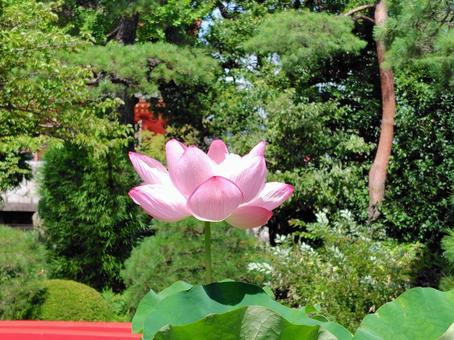 Photo, lotus, a lotus, bald, 