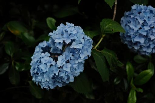 Hydrangea Seasonal Flowers June, JPG
