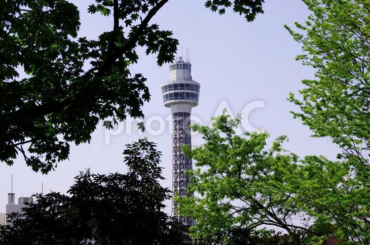 マリンタワーと新緑 マリンタワー,横浜,木の写真素材