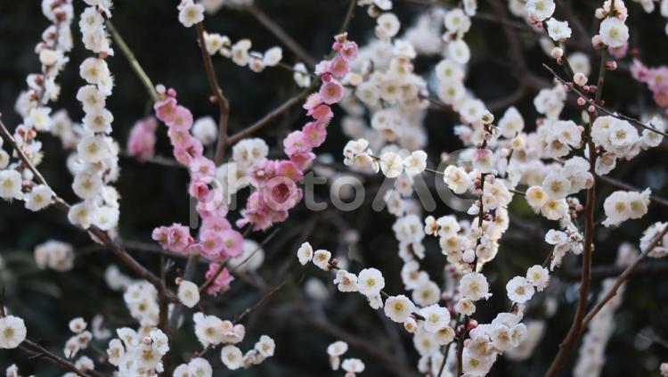 春の訪れに心を和ませ 春,梅,うめの写真素材