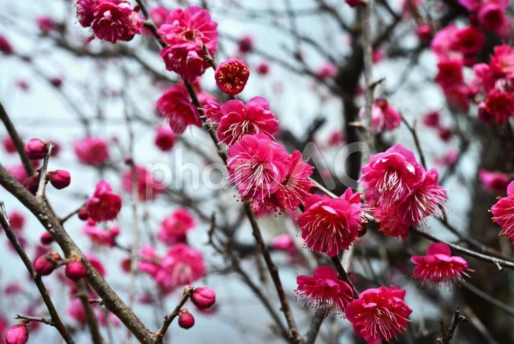 今年も紅梅の花が咲きだしました 紅梅,ピンク,早春の写真素材